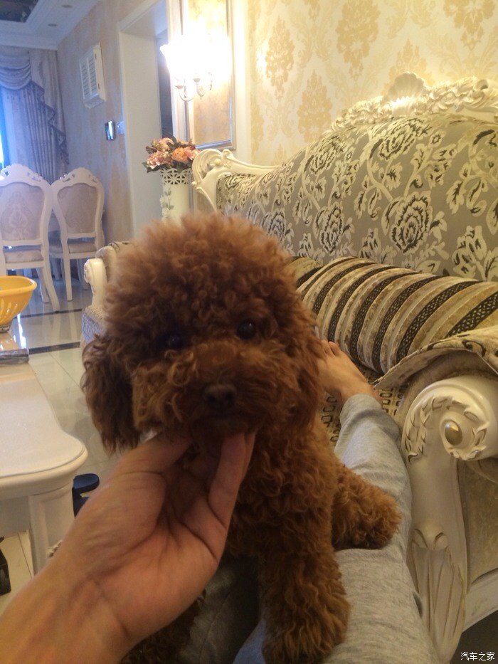 我的小泰迪坐板凳