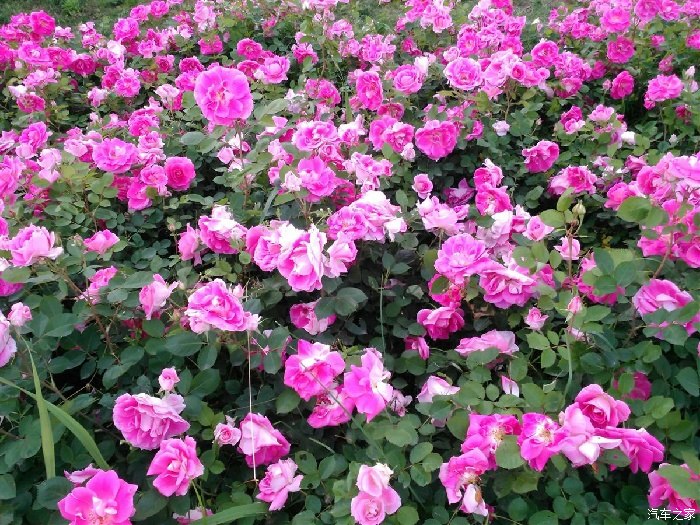 观南阳市花月季