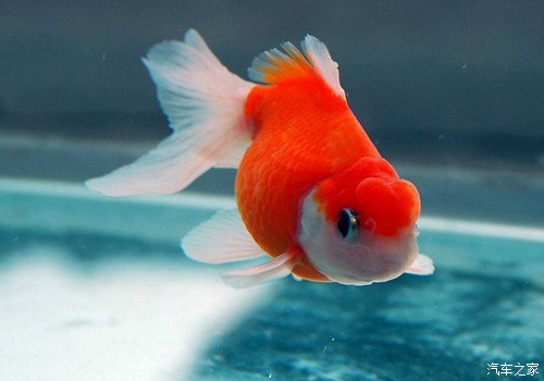 喜欢这种大头凸凸眼的小金鱼~好萌