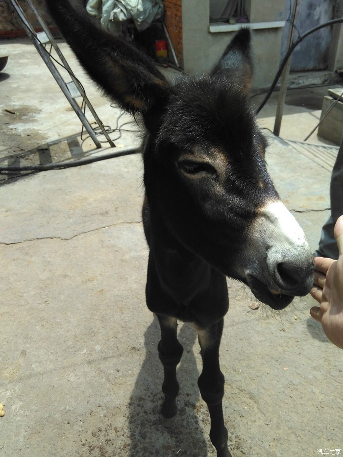 看看我家的小驴儿
