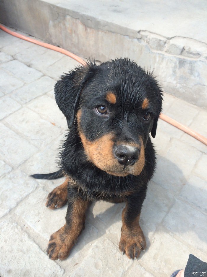 我家小罗威纳现四个月