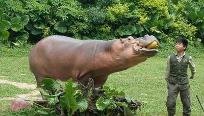 週末親子游~長隆野生動物園逗趣又驚險!_奧德賽論壇_手機汽車之家