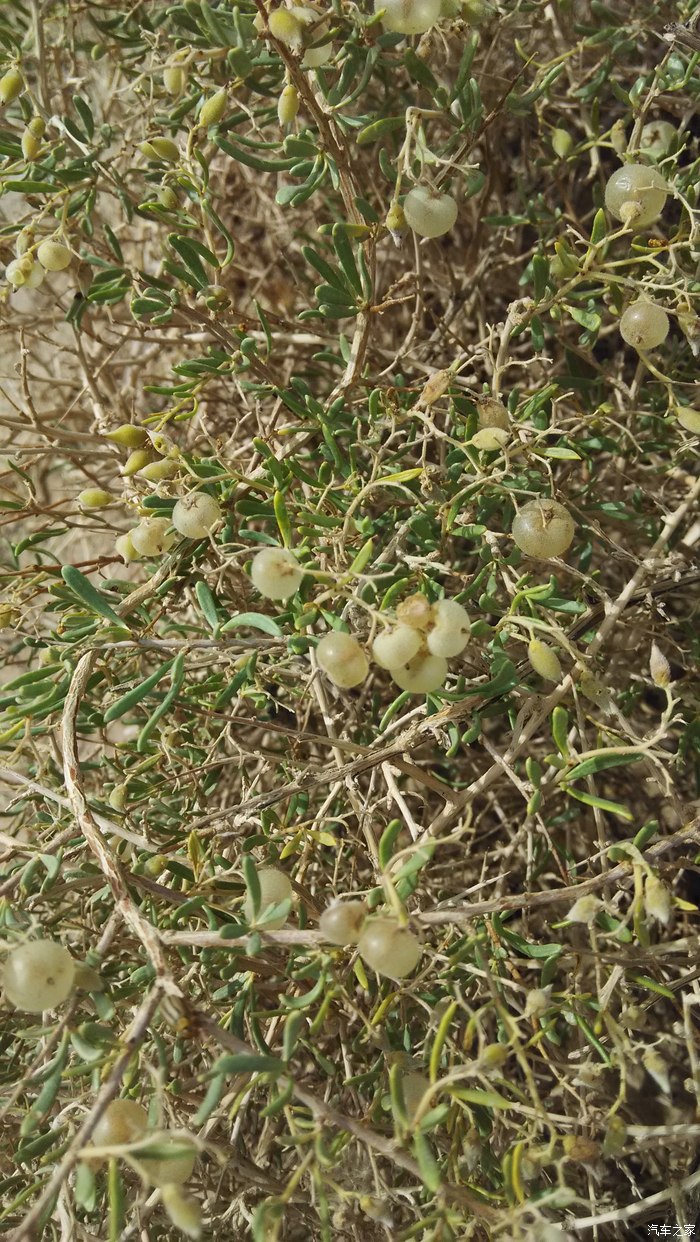 戈壁滩看到几种植物,请教名称