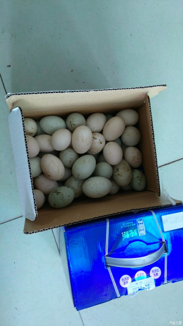 买点自家养笨鸭蛋,回去腌
