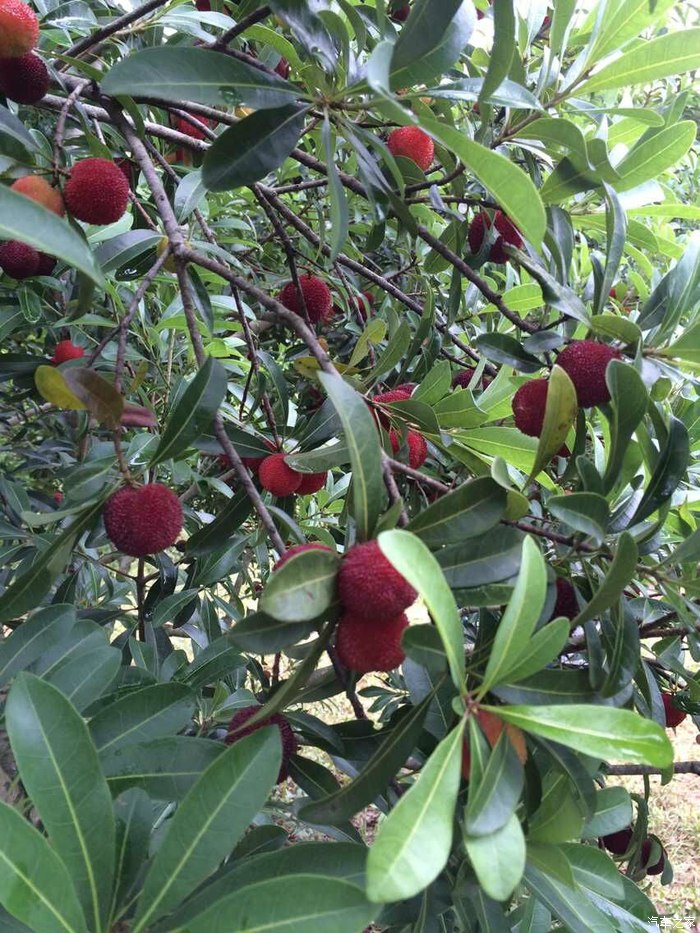 梅你不行浙江金华义乌哈弗h6杨梅采摘之旅