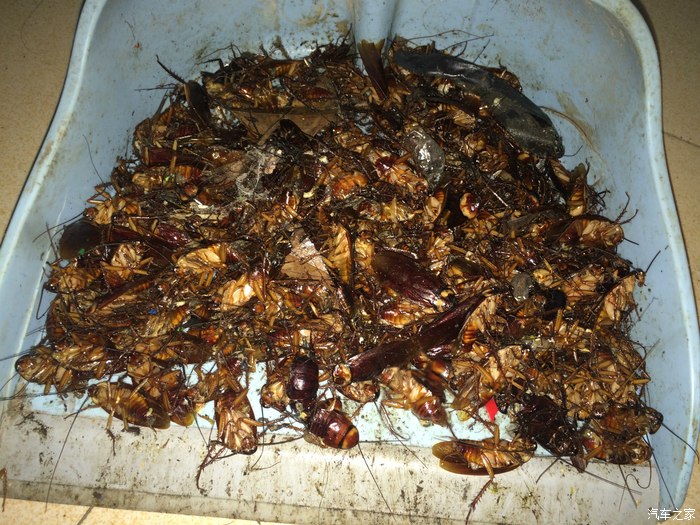 今天下午用华力蟑螂烟熏片熏出来的