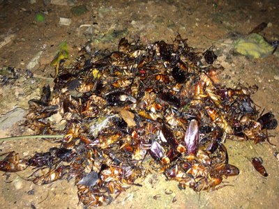 今天下午用华力蟑螂烟熏片熏出来的