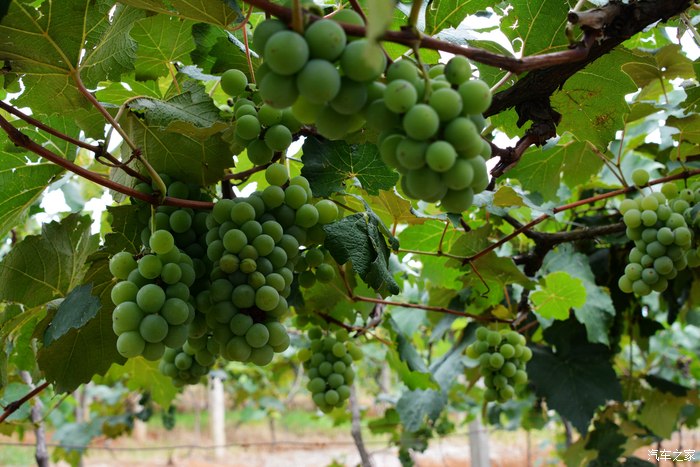 弥勒市云南红酒庄自驾游3