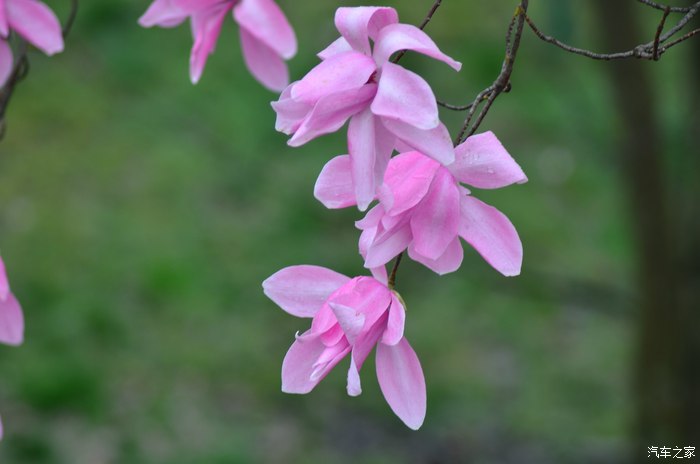 药王谷观辛夷花