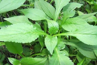 天然无污染野菜一清炒苦益菜