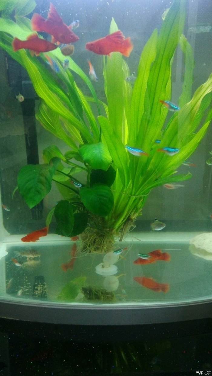 家里养什么鱼好看