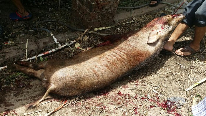 6月27号杀野猪活动