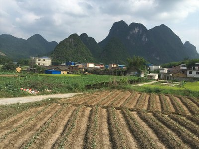 佛山车主营韶关李洞村摘鹰嘴桃小记