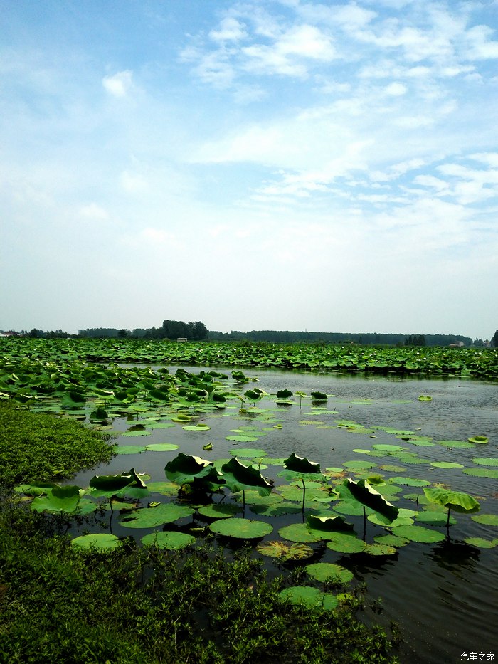龙潭水一方赏荷一日游手机拍